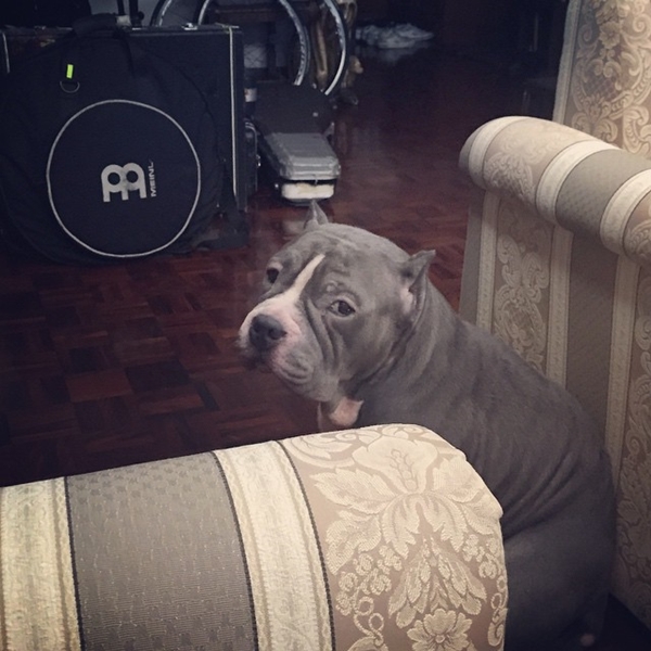 ตุ้งแช่ สุนัขของ สิงห์ Sqweez Animal