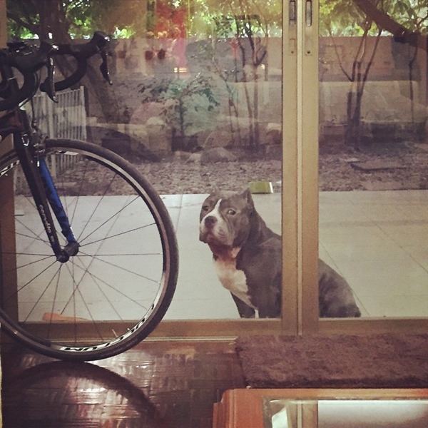 ตุ้งแช่ สุนัขของ สิงห์ Sqweez Animal