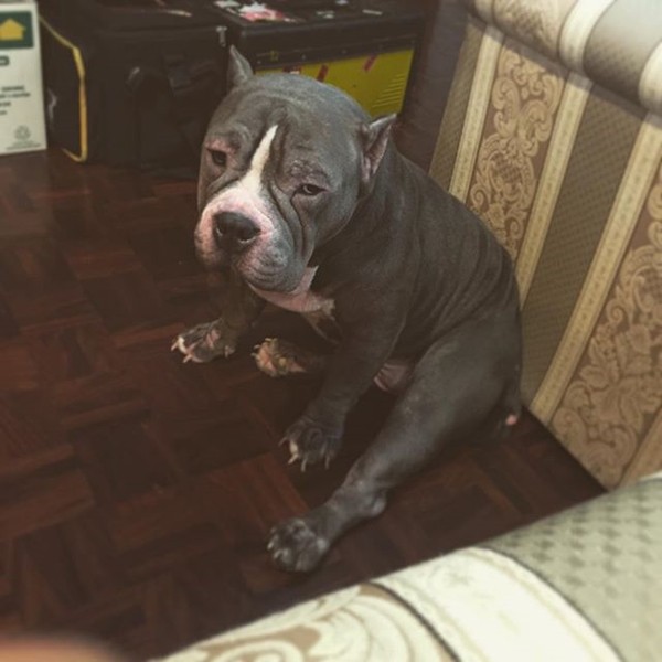 ตุ้งแช่ สุนัขของ สิงห์ Sqweez Animal