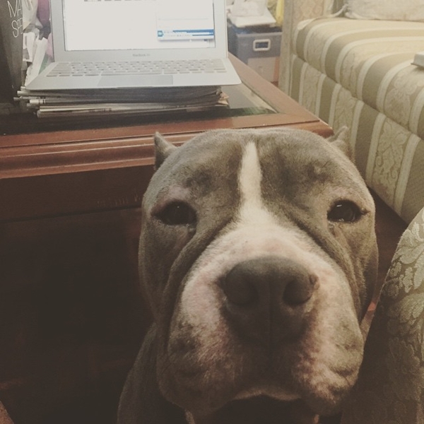 ตุ้งแช่ สุนัขของ สิงห์ Sqweez Animal