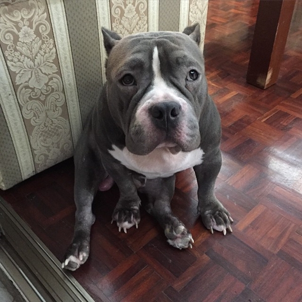 ตุ้งแช่ สุนัขของ สิงห์ Sqweez Animal