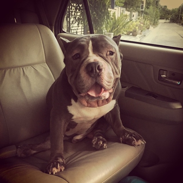 ตุ้งแช่ สุนัขของ สิงห์ Sqweez Animal