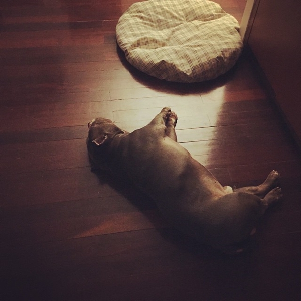 ตุ้งแช่ สุนัขของ สิงห์ Sqweez Animal