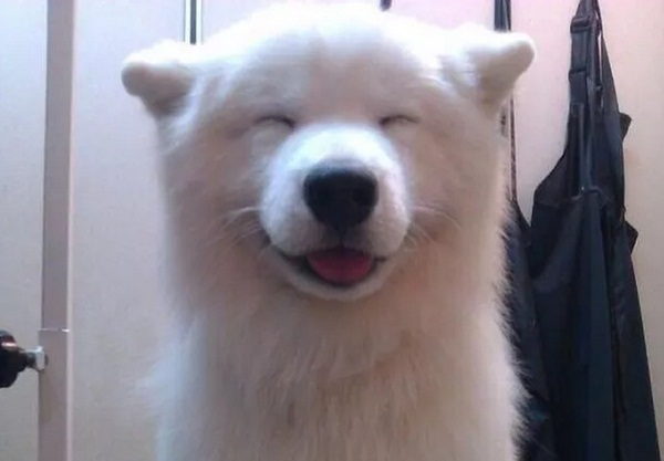 หมายิ้ม 10 ภาพตูบอารมณ์ดี โชว์ยิ้มสวยจนคนยังต้องอาย 