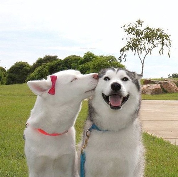 หมายิ้ม 10 ภาพตูบอารมณ์ดี โชว์ยิ้มสวยจนคนยังต้องอาย 