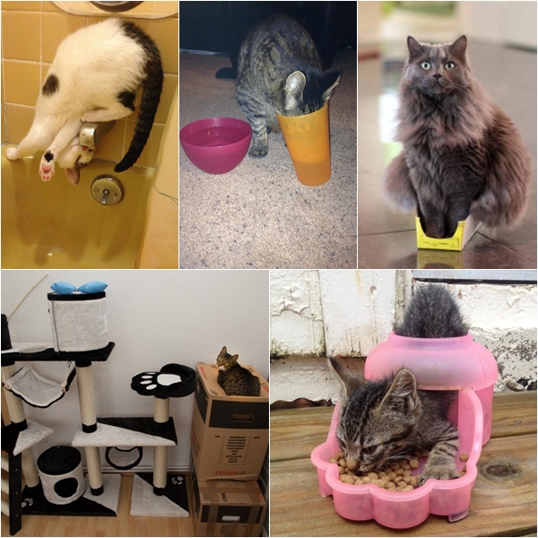 15 พฤติกรรมประหลาดแบบเหมียว ๆ ที่มีแต่แมวเข้าใจ