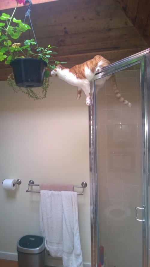 ภาพแมวตลกๆ 10 แมวหน้าเซ็งกับชีวิตสุดซวย 