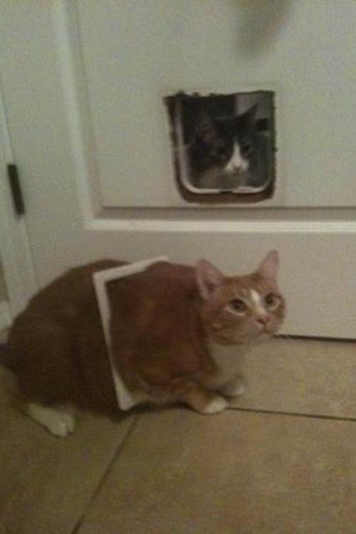 ภาพแมวตลกๆ 10 แมวหน้าเซ็งกับชีวิตสุดซวย 