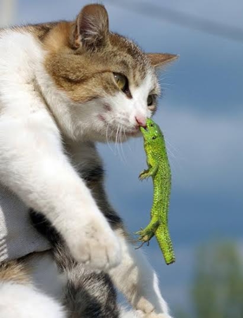 ภาพแมวตลกๆ 10 แมวหน้าเซ็งกับชีวิตสุดซวย 