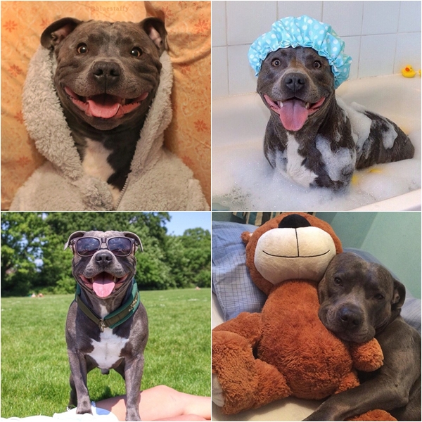 แรมซี่ หมาเซเลบพันธุ์โหด แต่พอยิ้มเท่านั้นแหละ...น่ารักเลย