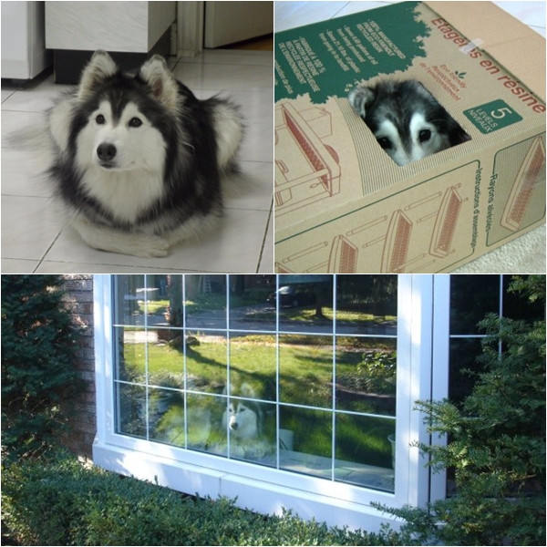 หมาไซบีเรียนหน้าสวย ที่คิดว่าตัวเองเป็นแมวเหมียวซะงั้น