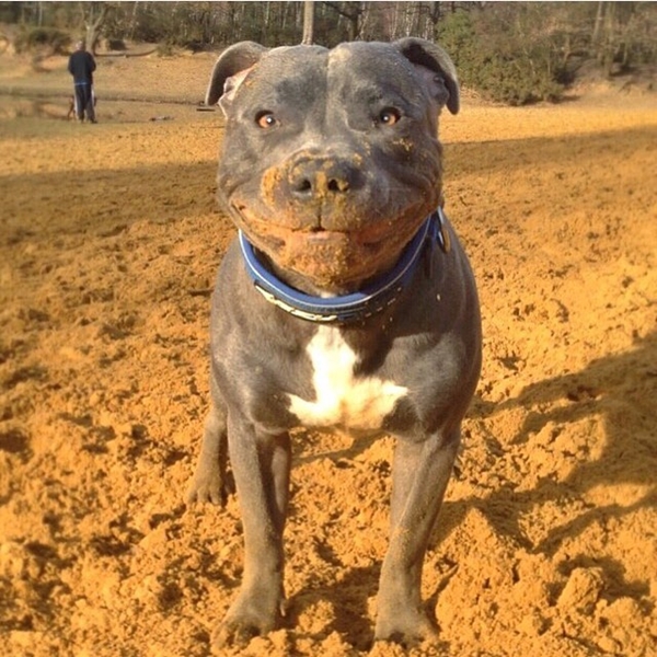 แรมซี่ หมาเซเลบพันธุ์โหด แต่พอยิ้มเท่านั้นแหละ...น่ารักเลย