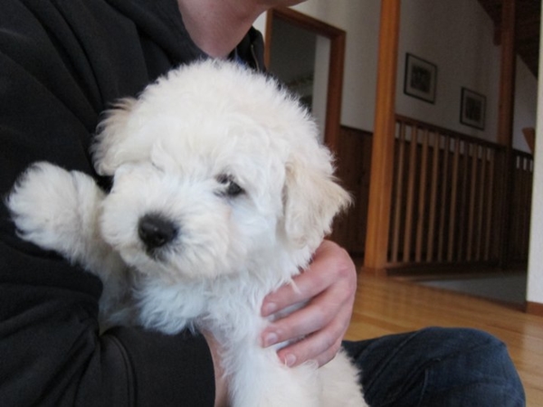 เปิดมุมน่ารักของ มาร์ค ซัคเคอร์เบิร์กกับมะหมาคู่ใจในวันครบรอบ 5 ปี