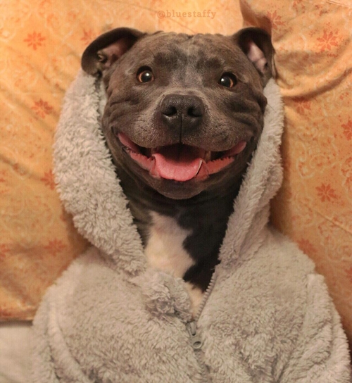 แรมซี่ หมาเซเลบพันธุ์โหด แต่พอยิ้มเท่านั้นแหละ...น่ารักเลย