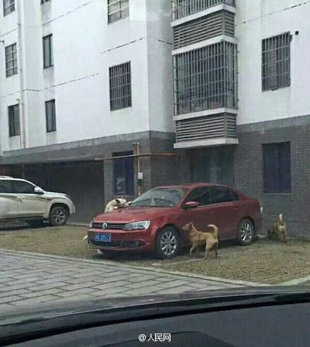 เมื่อหมาจรจัดโดนชายจีนเตะโดยไม่มีสาเหตุ เลยโดนแก้แค้นซะเจ็บแสบเลย  