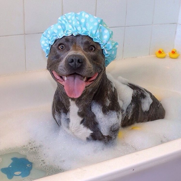 แรมซี่ หมาเซเลบพันธุ์โหด แต่พอยิ้มเท่านั้นแหละ...น่ารักเลย