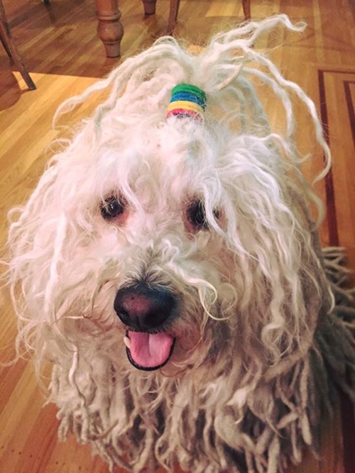 เปิดมุมน่ารักของ มาร์ค ซัคเคอร์เบิร์กกับมะหมาคู่ใจในวันครบรอบ 5 ปี