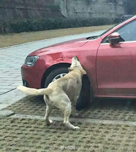 เมื่อหมาจรจัดโดนชายจีนเตะโดยไม่มีสาเหตุ เลยโดนแก้แค้นซะเจ็บแสบเลย  