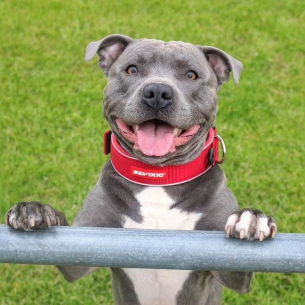 แรมซี่ หมาเซเลบพันธุ์โหด แต่พอยิ้มเท่านั้นแหละ...น่ารักเลย