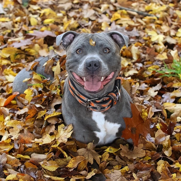 แรมซี่ หมาเซเลบพันธุ์โหด แต่พอยิ้มเท่านั้นแหละ...น่ารักเลย