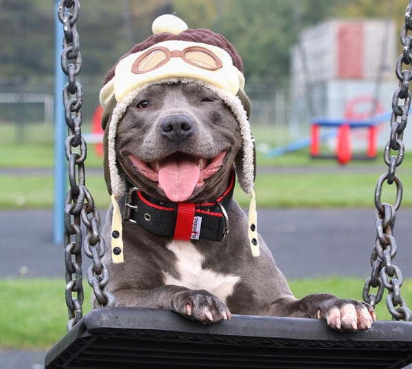 แรมซี่ หมาเซเลบพันธุ์โหด แต่พอยิ้มเท่านั้นแหละ...น่ารักเลย