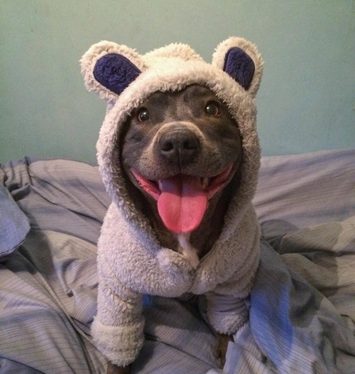 แรมซี่ หมาเซเลบพันธุ์โหด แต่พอยิ้มเท่านั้นแหละ...น่ารักเลย