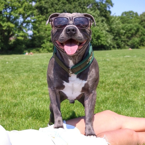 แรมซี่ หมาเซเลบพันธุ์โหด แต่พอยิ้มเท่านั้นแหละ...น่ารักเลย