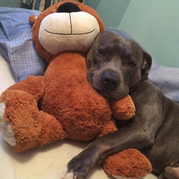 แรมซี่ หมาเซเลบพันธุ์โหด แต่พอยิ้มเท่านั้นแหละ...น่ารักเลย