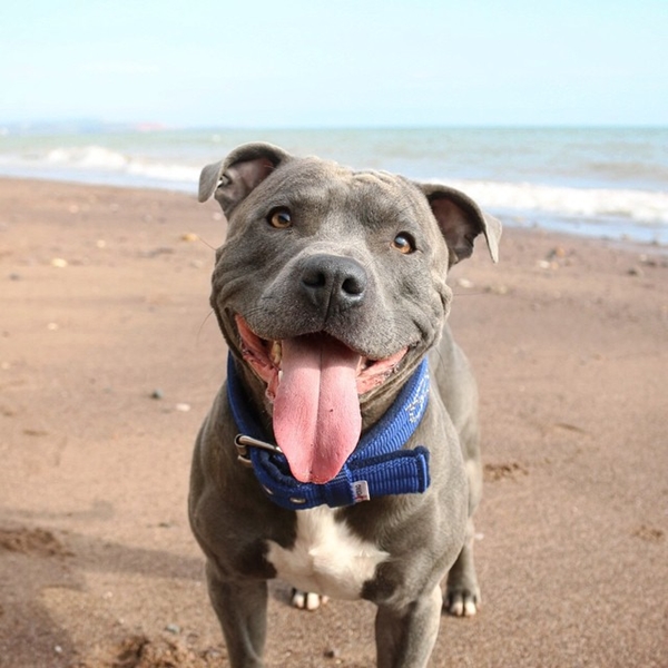 แรมซี่ หมาเซเลบพันธุ์โหด แต่พอยิ้มเท่านั้นแหละ...น่ารักเลย