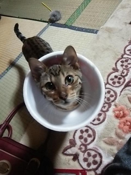 คอลลาร์ถ้วยราเมน เทรนด์ปลอกคอกันเลียแนวใหม่จากญี่ปุ่น