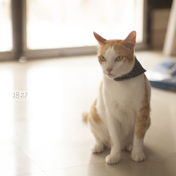 รีวิวถ่ายรูปแมวด้วยอุปกรณ์ 3 ชิ้น แต่ออกมาสวยเกินคาด !