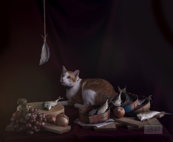 รีวิวถ่ายรูปแมวด้วยอุปกรณ์ 3 ชิ้น แต่ออกมาสวยเกินคาด !