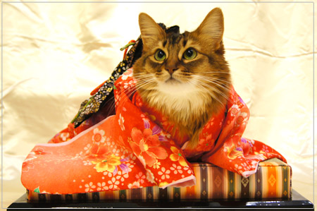 แมวสวมชุดกิโมโน