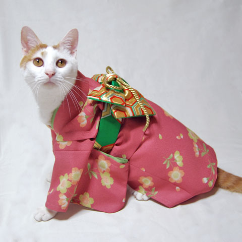 แมวสวมชุดกิโมโน