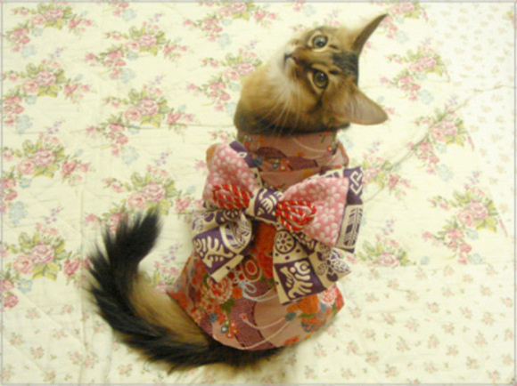 แมวสวมชุดกิโมโน