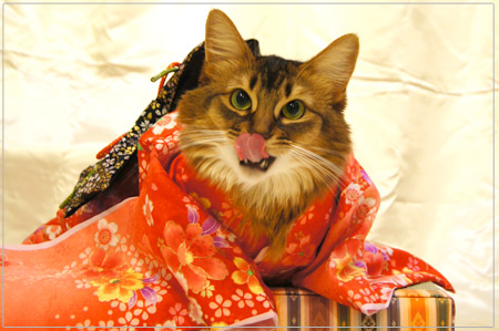 แมวสวมชุดกิโมโน