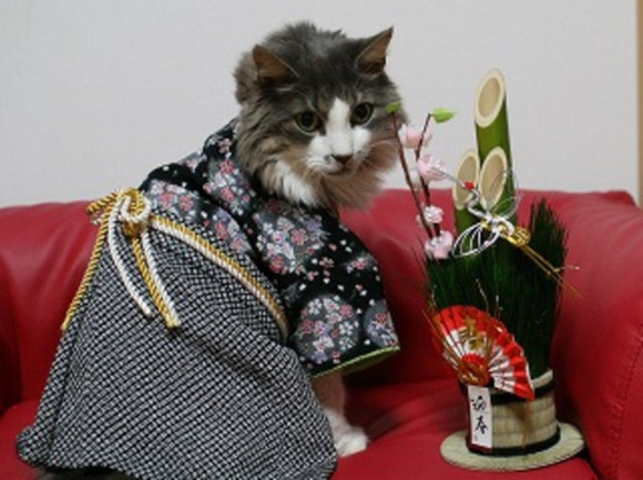 แมวสวมชุดกิโมโน