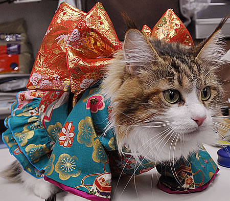 แมวสวมชุดกิโมโน