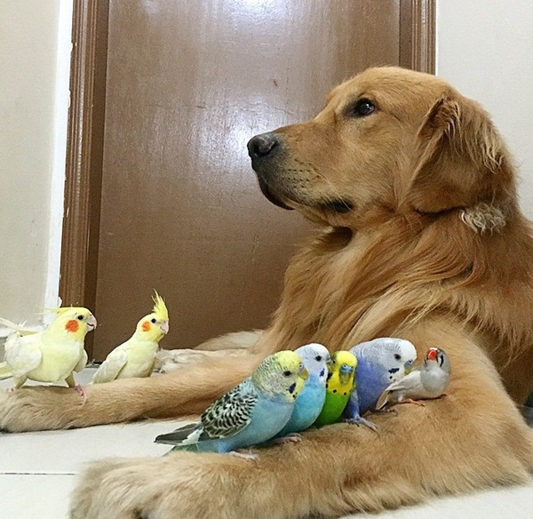 ตั้ลล้าก ! เจ้าตูบโกลเด้นขอเป็นพี่ใหญ่ดูแลเพื่อนซี้ต่างสายพันธุ์