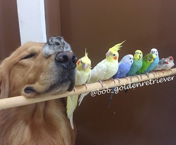 เจ้าตูบโกลเด้นขอเป็นพี่ใหญ่ดูแลเพื่อนซี้ต่างสายพันธุ์