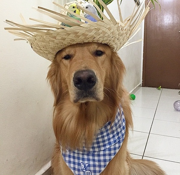 เจ้าตูบโกลเด้นขอเป็นพี่ใหญ่ดูแลเพื่อนซี้ต่างสายพันธุ์