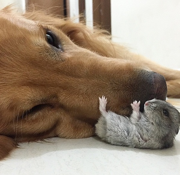 เจ้าตูบโกลเด้นขอเป็นพี่ใหญ่ดูแลเพื่อนซี้ต่างสายพันธุ์