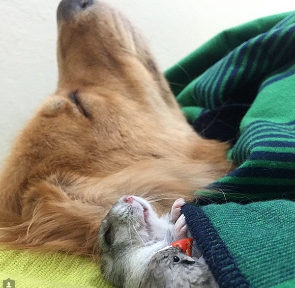 เจ้าตูบโกลเด้นขอเป็นพี่ใหญ่ดูแลเพื่อนซี้ต่างสายพันธุ์