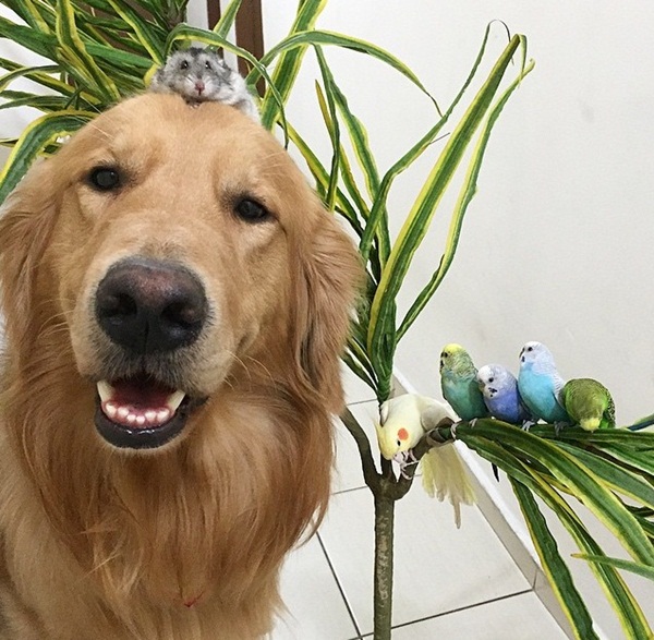 เจ้าตูบโกลเด้นขอเป็นพี่ใหญ่ดูแลเพื่อนซี้ต่างสายพันธุ์