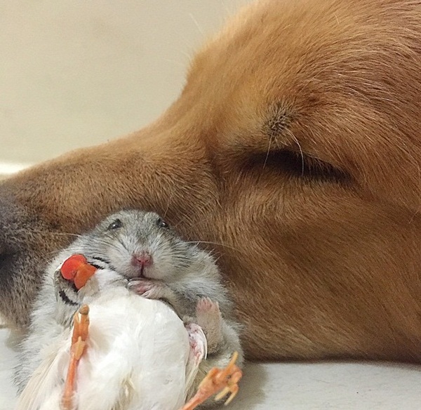 เจ้าตูบโกลเด้นขอเป็นพี่ใหญ่ดูแลเพื่อนซี้ต่างสายพันธุ์