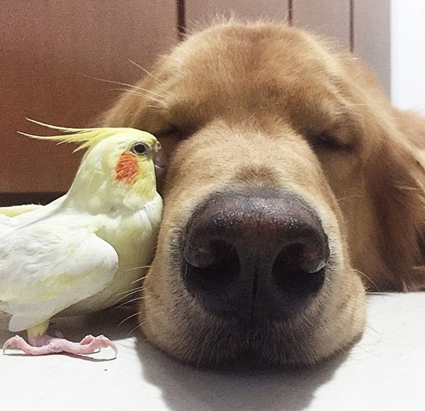 เจ้าตูบโกลเด้นขอเป็นพี่ใหญ่ดูแลเพื่อนซี้ต่างสายพันธุ์