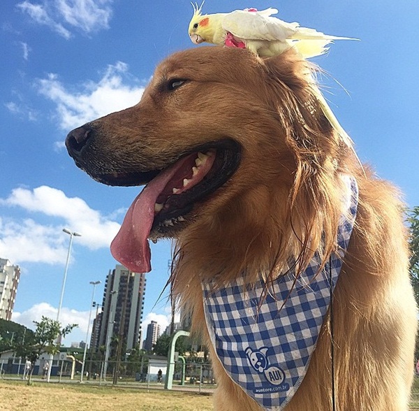 เจ้าตูบโกลเด้นขอเป็นพี่ใหญ่ดูแลเพื่อนซี้ต่างสายพันธุ์