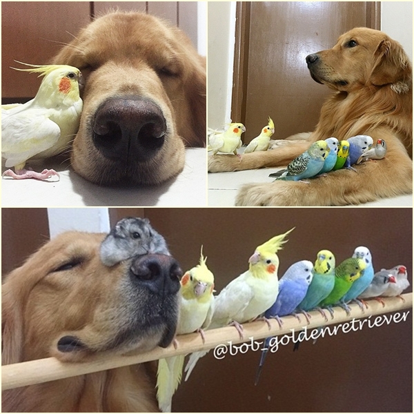 ตั้ลล้าก ! เจ้าตูบโกลเด้นขอเป็นพี่ใหญ่ดูแลเพื่อนซี้ต่างสายพันธุ์