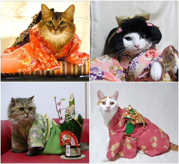 แมวสวมชุดกิโมโน