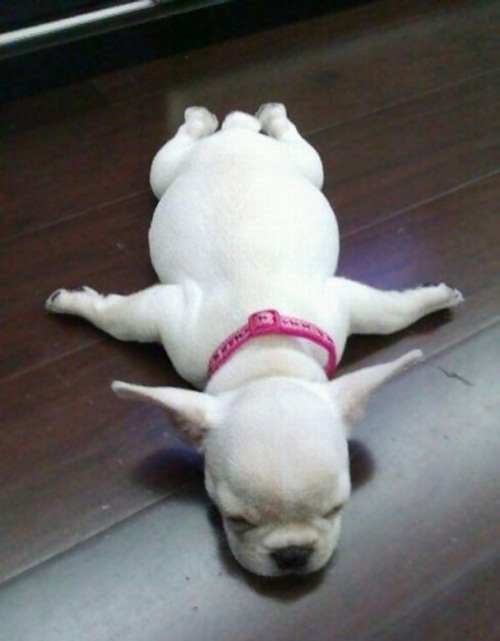 ลูกหมาน่ารัก